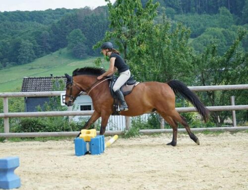 Tellington-TTouch® ist respektvoll